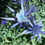 mariposa azul